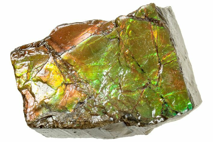 Iridescent Ammolite (Fossil Ammonite Shell) - Alberta #311375